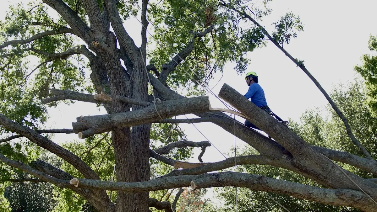 Professional Hazardous Tree Removal performed by certified arborists in New Auburn