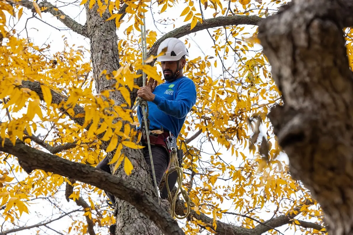 Skilled Storm Damage Cleanup crew working in New Auburn