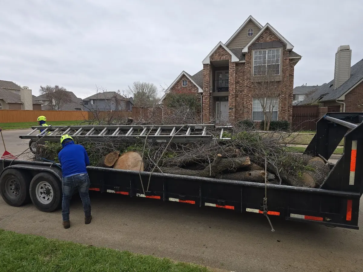 Expert Deadwooding with proper safety equipment in New Auburn